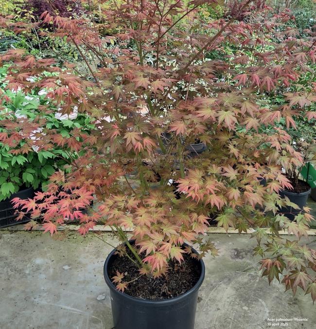 Acer palmatum 'Phoenix'