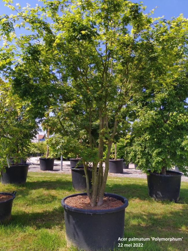 Acer palmatum 'Polymorphum'