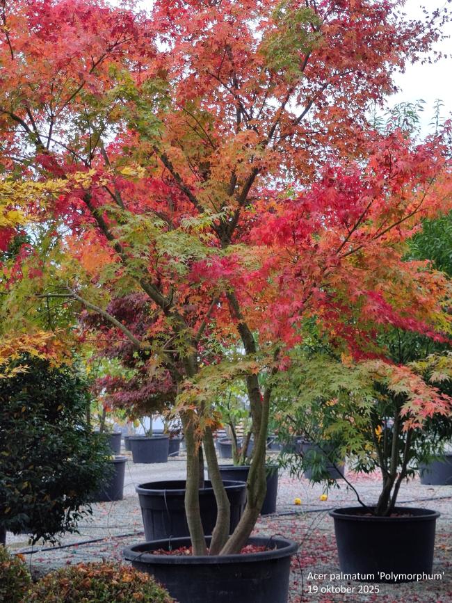 Acer palmatum 'Polymorphum'