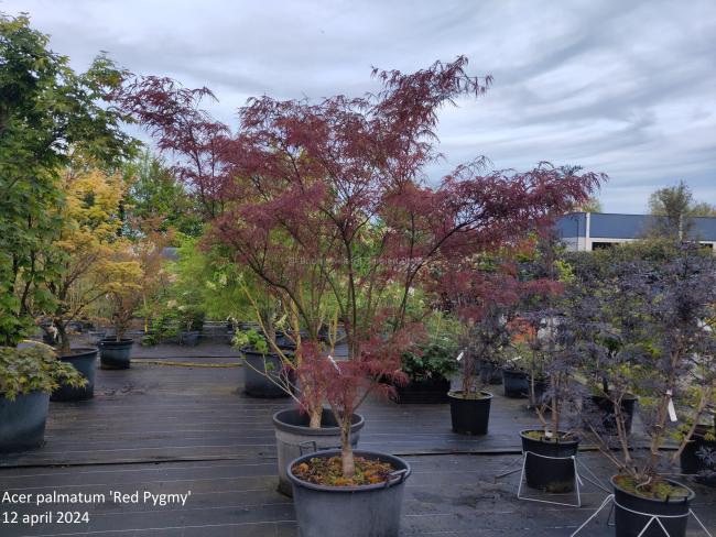 Acer palmatum 'Red Pygmy'