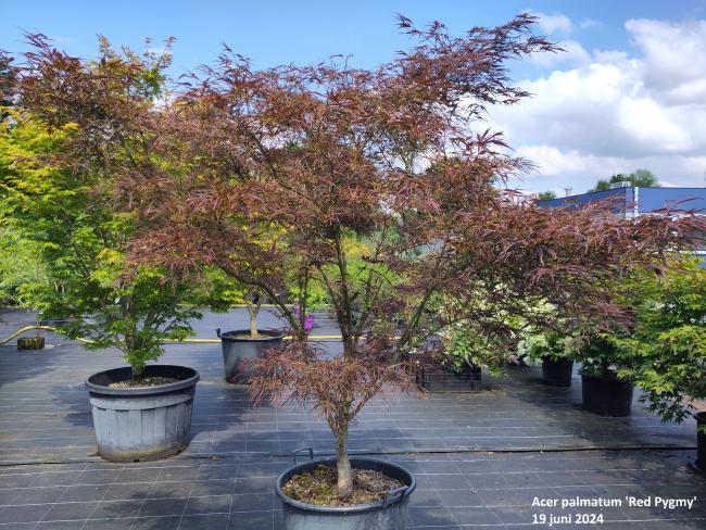Acer palmatum 'Red Pygmy'