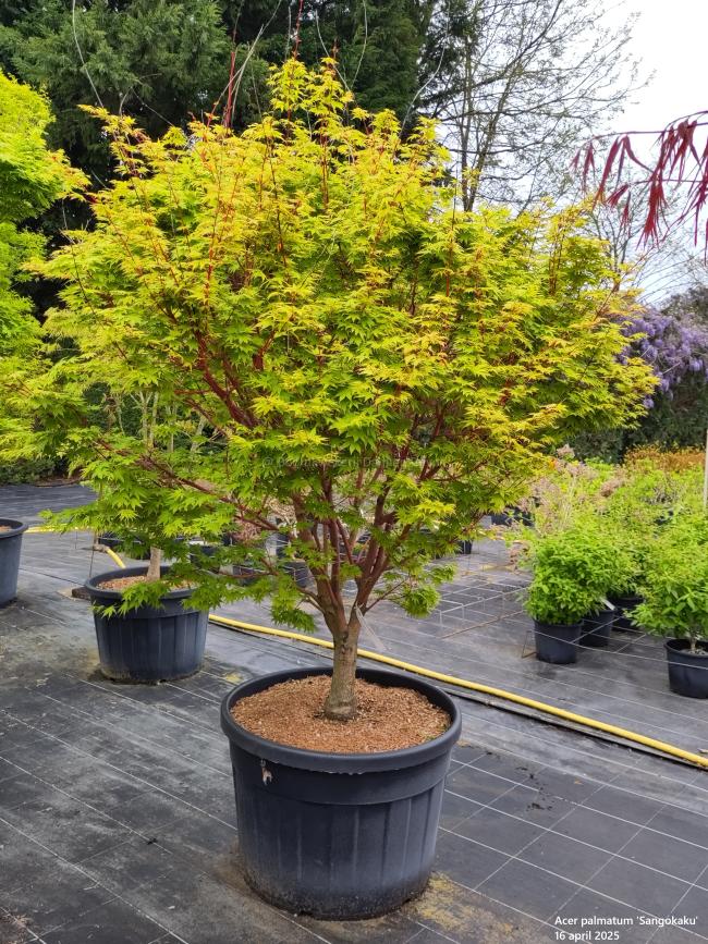 Acer palmatum 'Sangokaku'