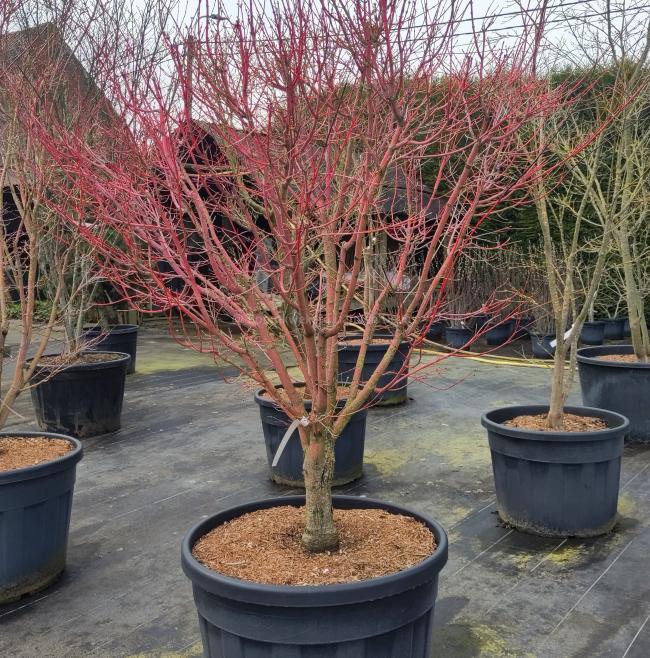 Acer palmatum 'Sangokaku'