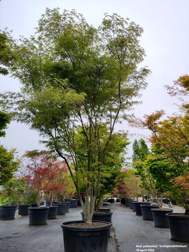 Acer palmatum 'Scolopendriifolium'