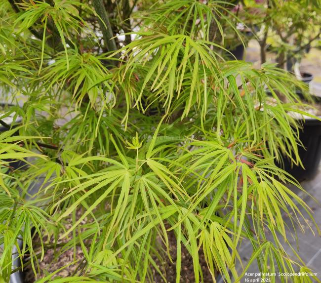 Acer palmatum 'Scolopendriifolium'