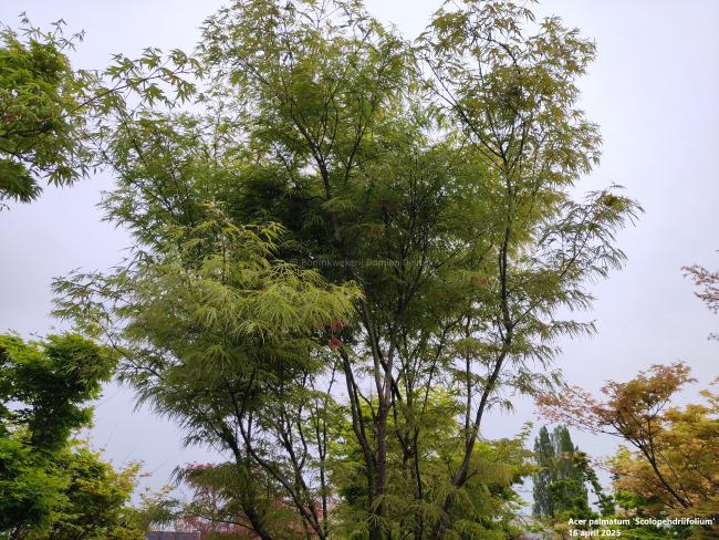 Acer palmatum 'Scolopendriifolium'