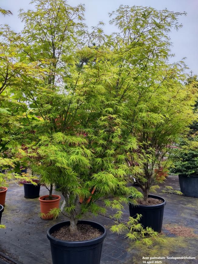 Acer palmatum 'Scolopendriifolium'