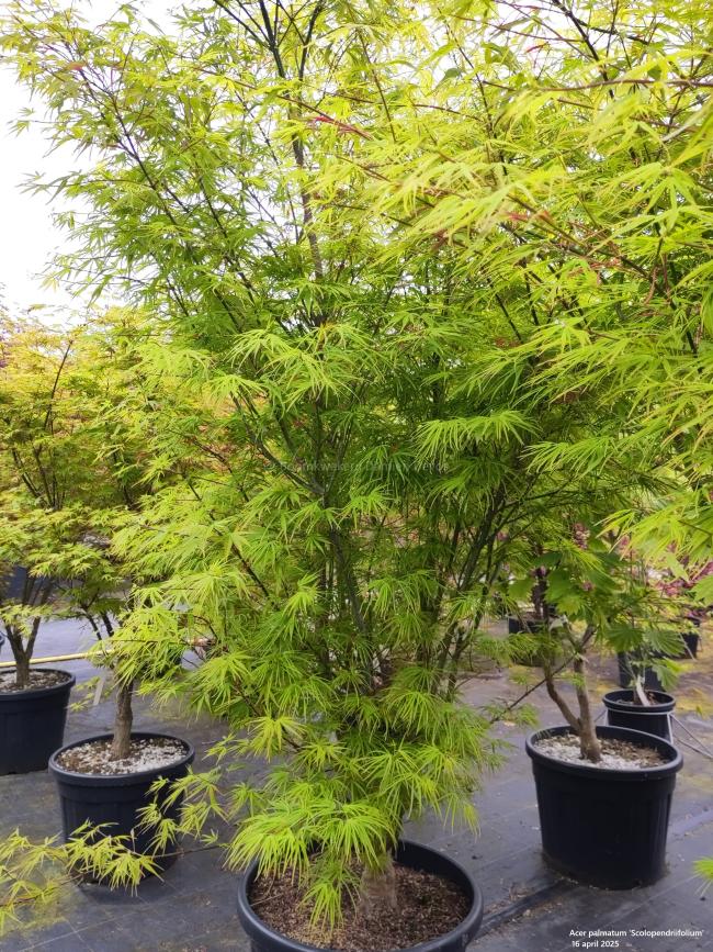 Acer palmatum 'Scolopendriifolium'