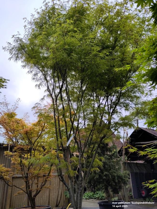 Acer palmatum 'Scolopendriifolium'