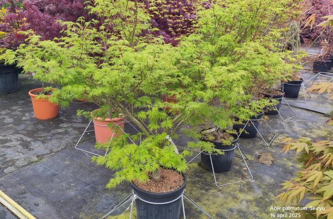 Acer palmatum 'Seiryu'