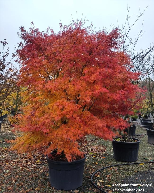 Acer palmatum 'Seiryu'