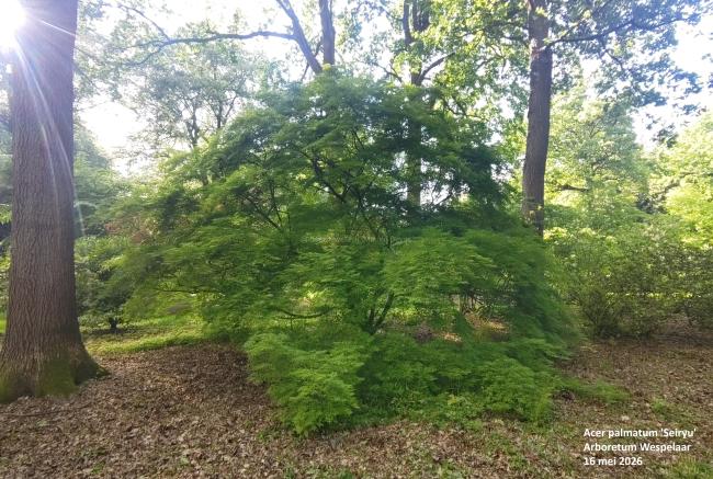 Acer palmatum 'Seiryu'