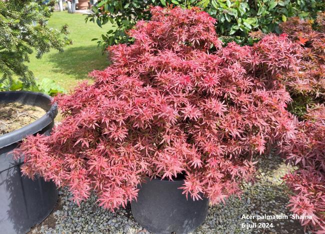 Acer palmatum 'Shaina'