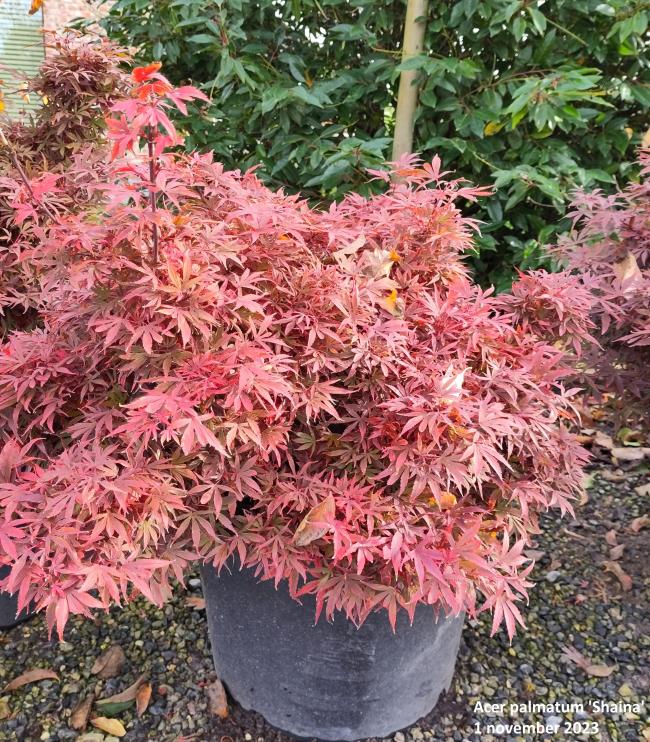 Acer palmatum 'Shaina'