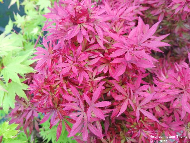 Acer palmatum 'Shaina'