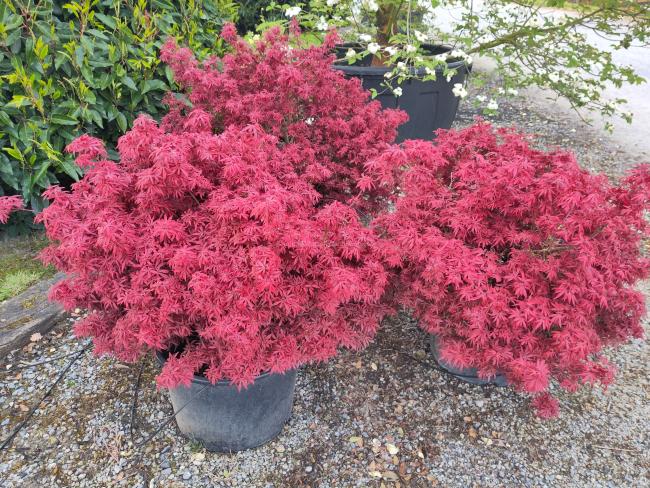 Acer palmatum 'Shaina'