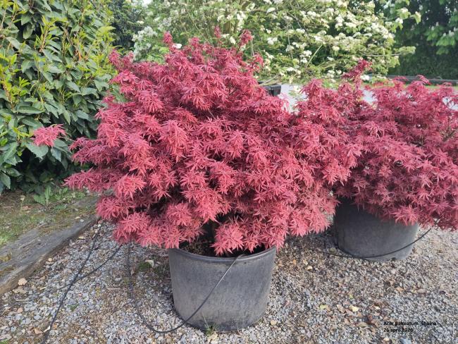 Acer palmatum 'Shaina'