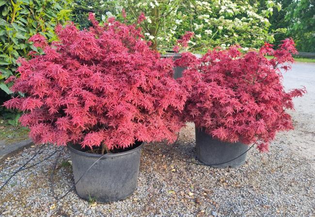 Acer palmatum 'Shaina'