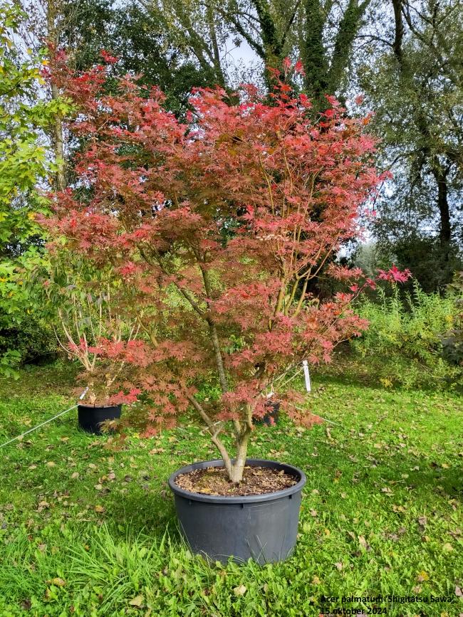 Acer palmatum 'Shigitatsu Sawa'