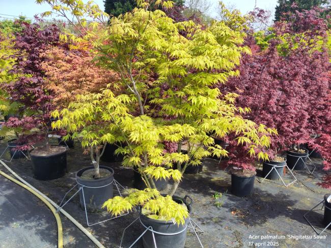 Acer palmatum 'Shigitatsu Sawa'