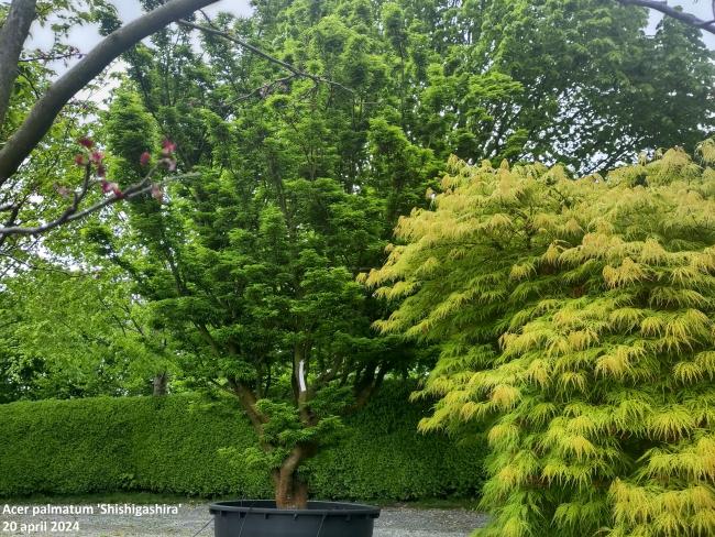 Acer palmatum Shishigashira'