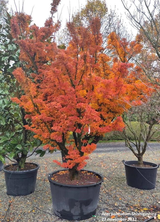 Acer palmatum Shishigashira'