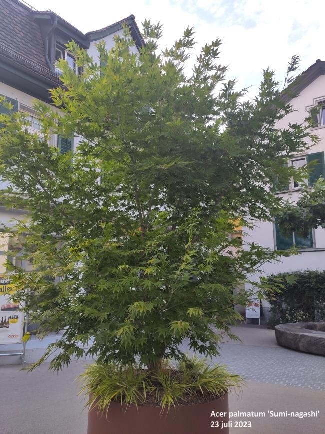 Acer palmatum 'Sumi-nagashi'