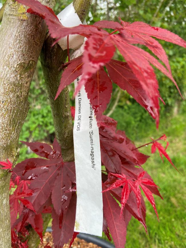 Acer palmatum 'Sumi-nagashi'