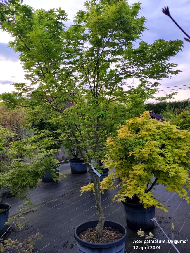 Acer palmatum 'Ukigumo'