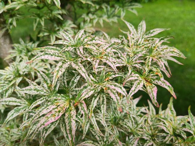 Acer palmatum 'Ukigumo'