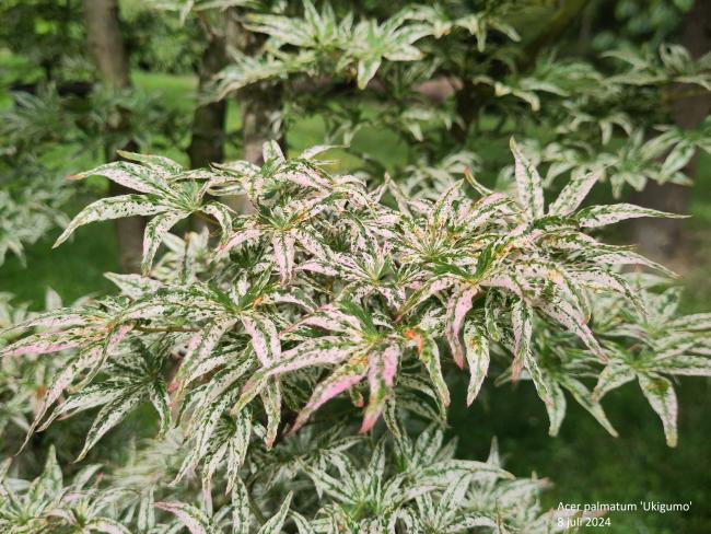 Acer palmatum 'Ukigumo'