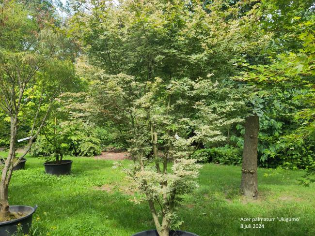 Acer palmatum 'Ukigumo'