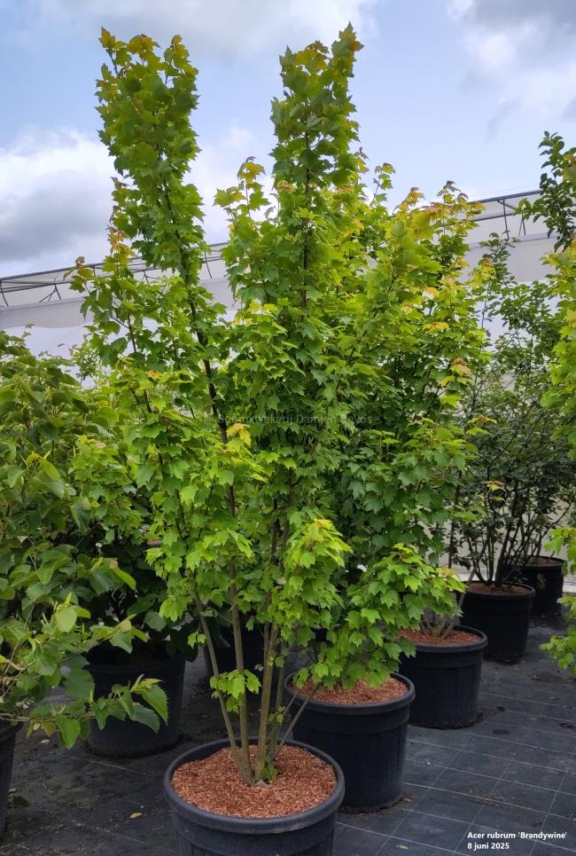 Acer rubrum 'Brandywine'