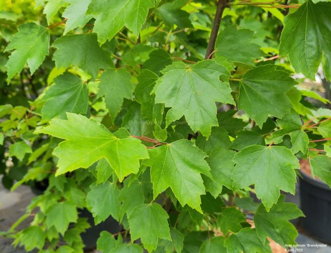 Acer rubrum 'Brandywine'