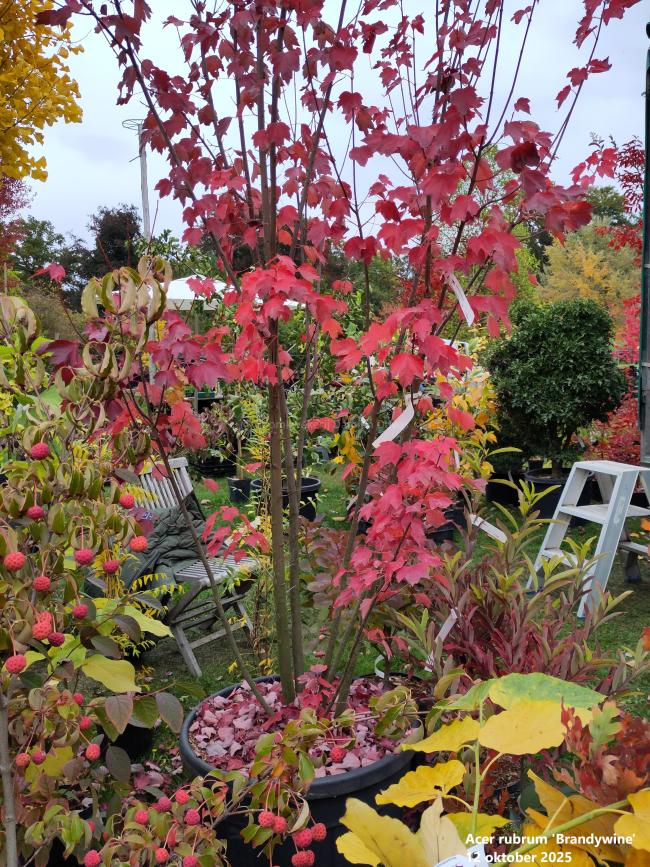 Acer rubrum 'Brandywine'