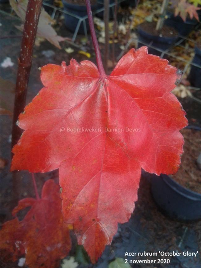 Acer rubrum 'October Glory'