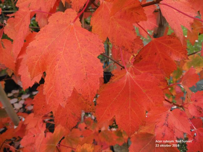 Acer rubrum 'Red Sunset'