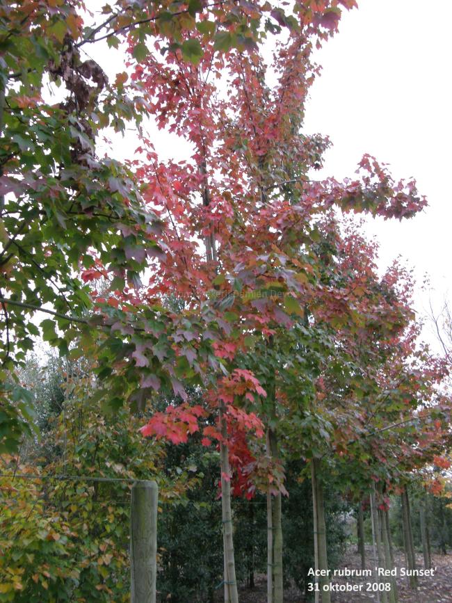 Acer rubrum 'Red Sunset'