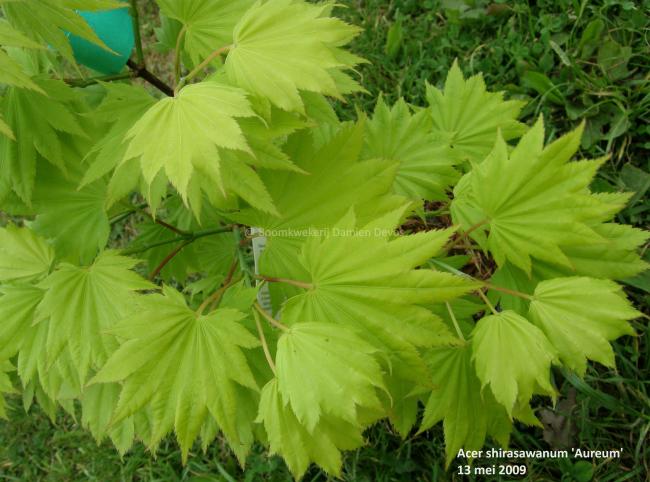 Acer shirasawanum 'Aureum'