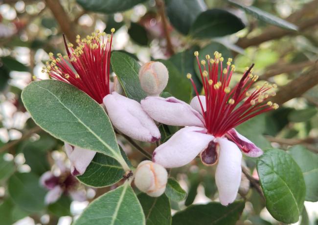 Acca sellowiana (= Feijoa sellowiana)