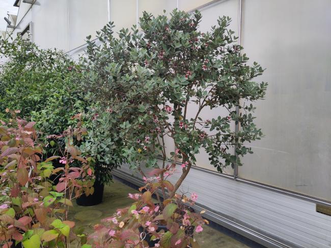 Acca sellowiana (= Feijoa sellowiana)