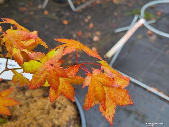 Acer shirasawanum 'Jordan'