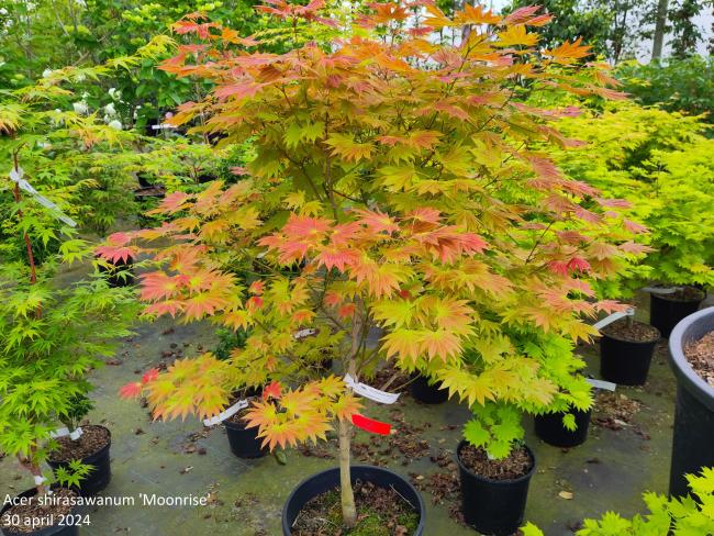 Acer shirasawanum 'Moonrise'®