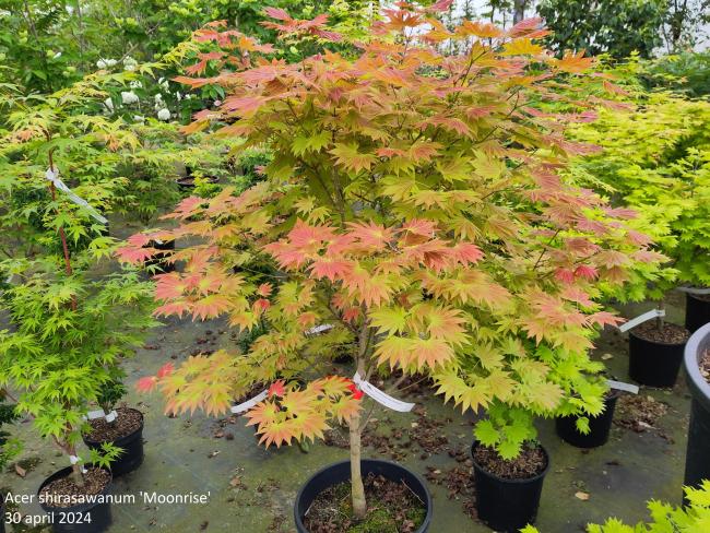 Acer shirasawanum 'Moonrise'®