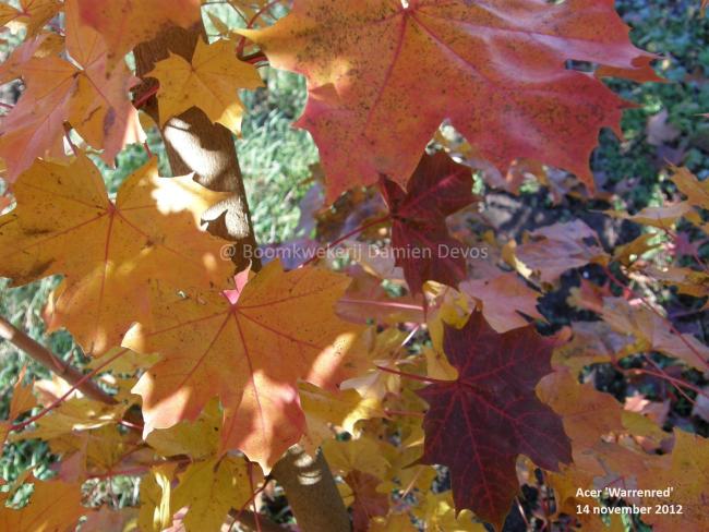 Acer 'Warrenred' ® = 'Pacific Sunset'