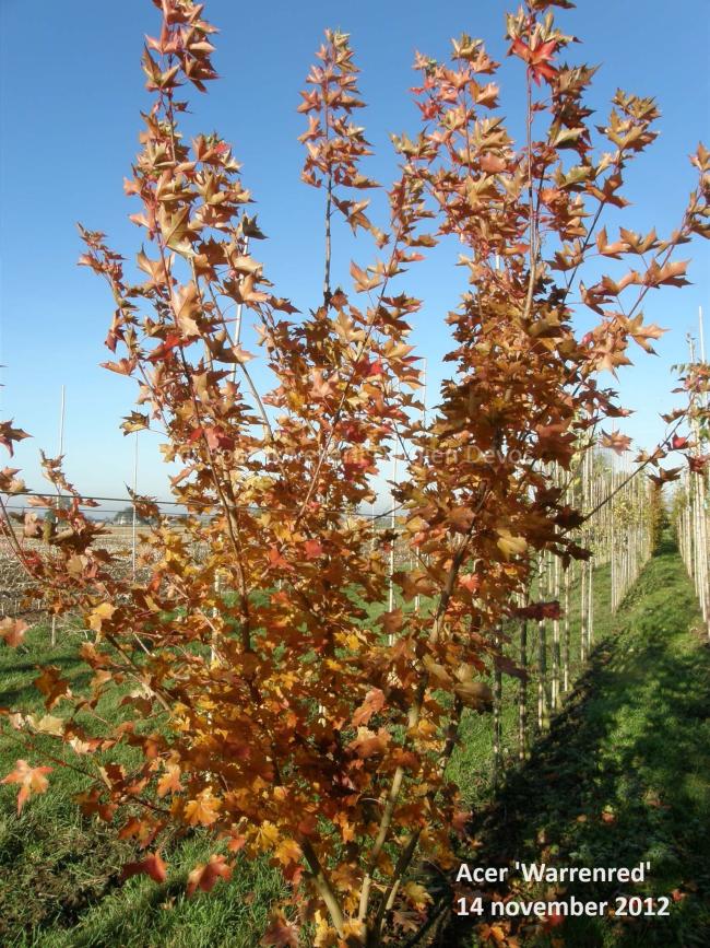 Acer 'Warrenred' ® = 'Pacific Sunset'