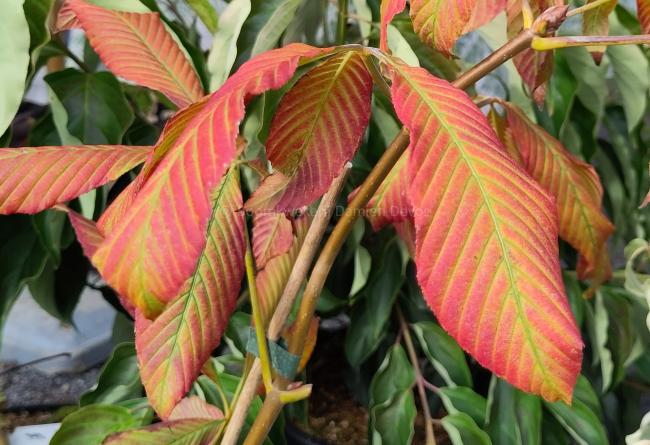 Aesculus 'Chocolate Autumn'