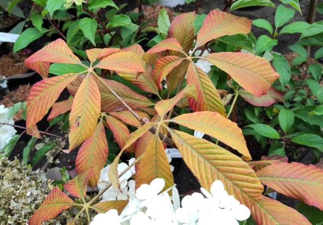 Aesculus 'Chocolate Autumn'
