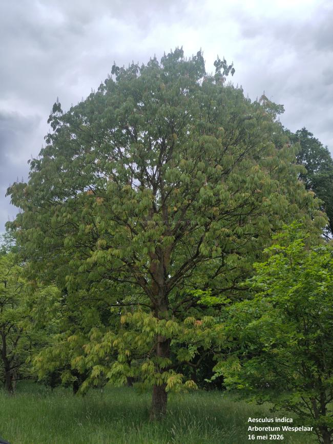 Aesculus indica