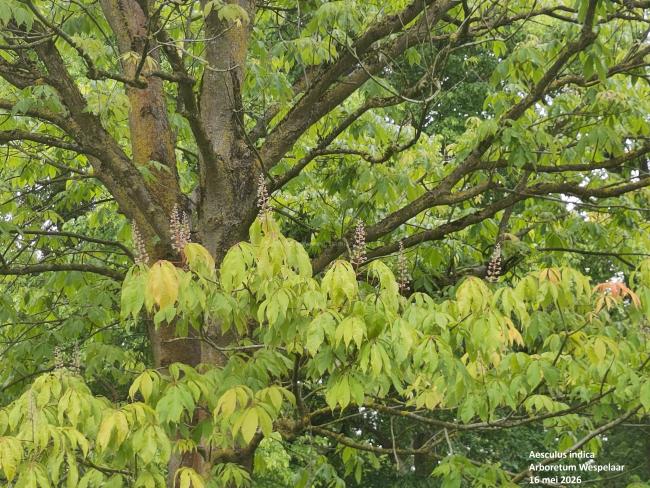 Aesculus indica
